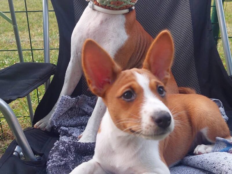 TOP stenci Basenji