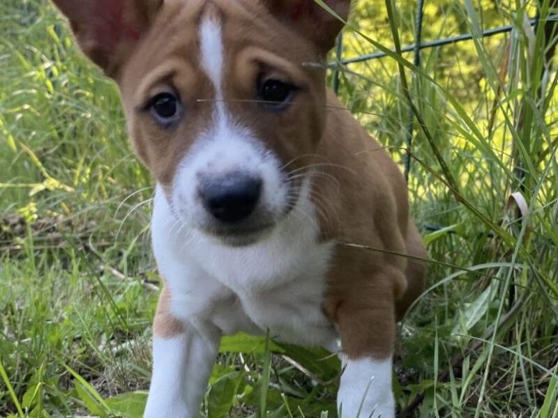 TOP stenci Basenji