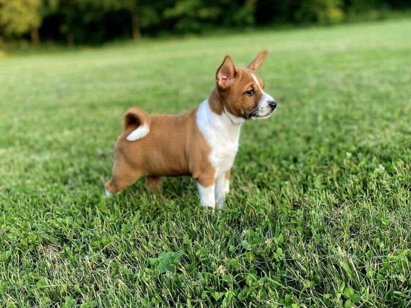 TOP stenci Basenji