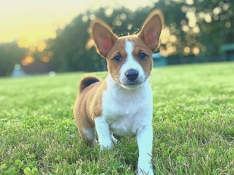 TOP stenci Basenji