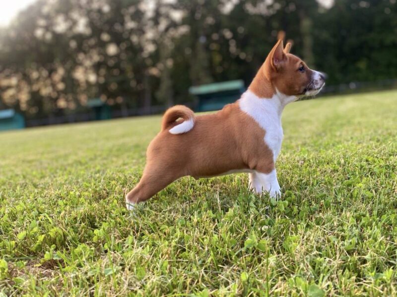 TOP stenci Basenji