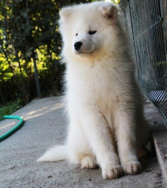 Samojed prelepo štene