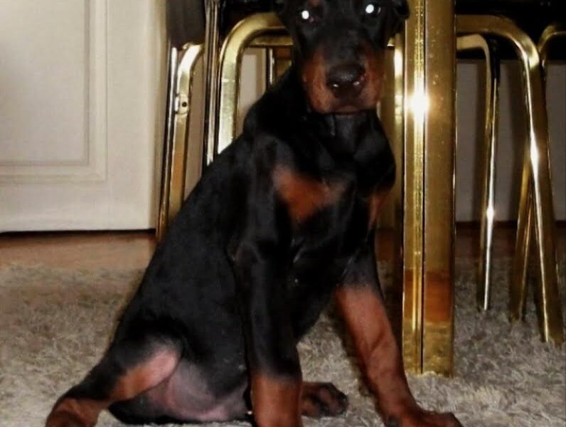 Doberman