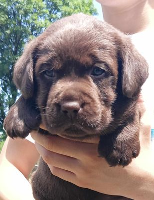 Labrador retriver, braon i crne ženke