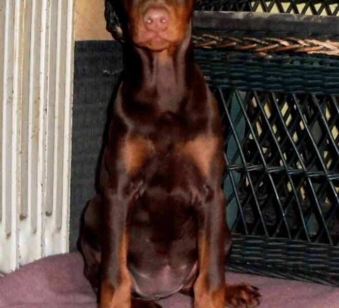 Doberman