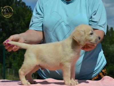 Labrador retriver