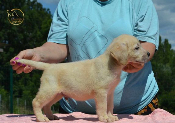 Labrador retriver