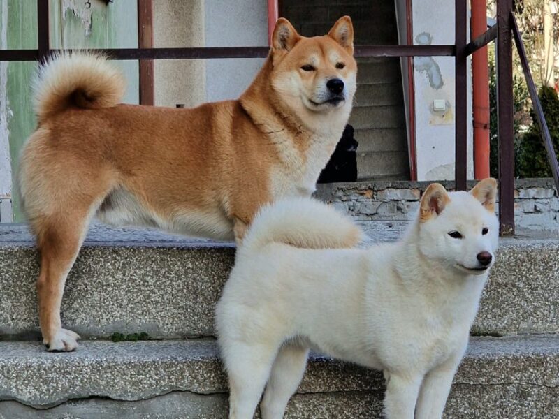 Shiba Inu štenci