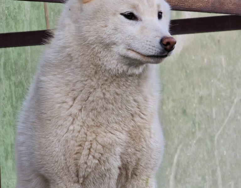 Shiba Inu štenci