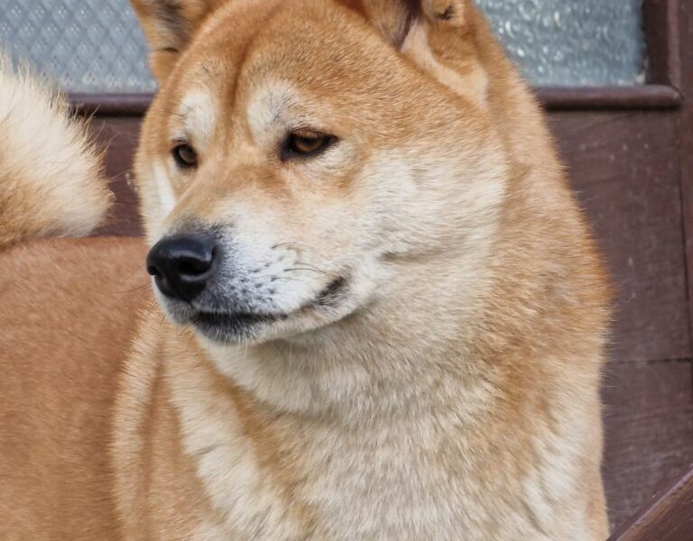 Shiba Inu štenci