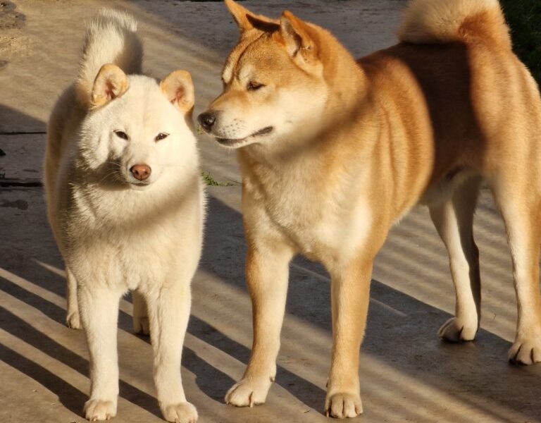 Shiba Inu štenci