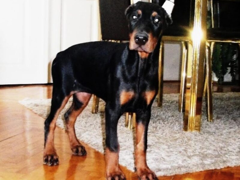 Doberman