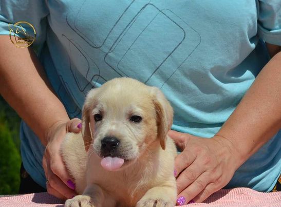 Labrador retriver