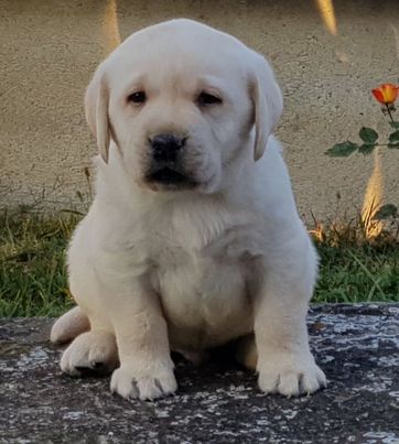 Labrador retriver, stenci