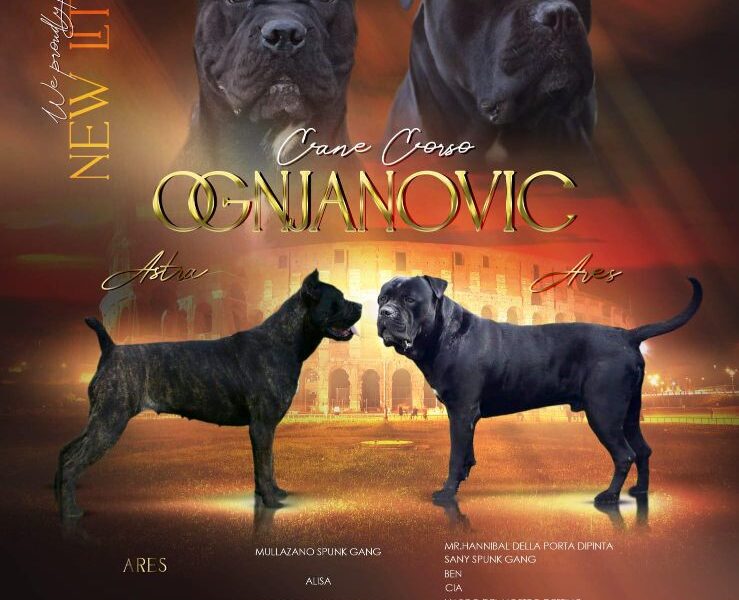 Cane Corso Kane Korso