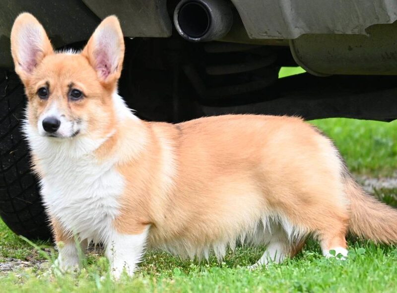 Velski korgi/Welsh Corgi Pembroke