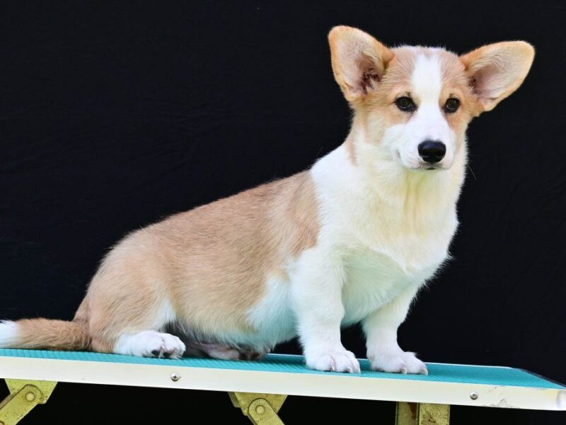 Velski korgi/Welsh Corgi Pembroke