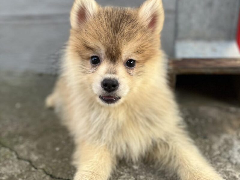 Pomsky PRELEPI stenci