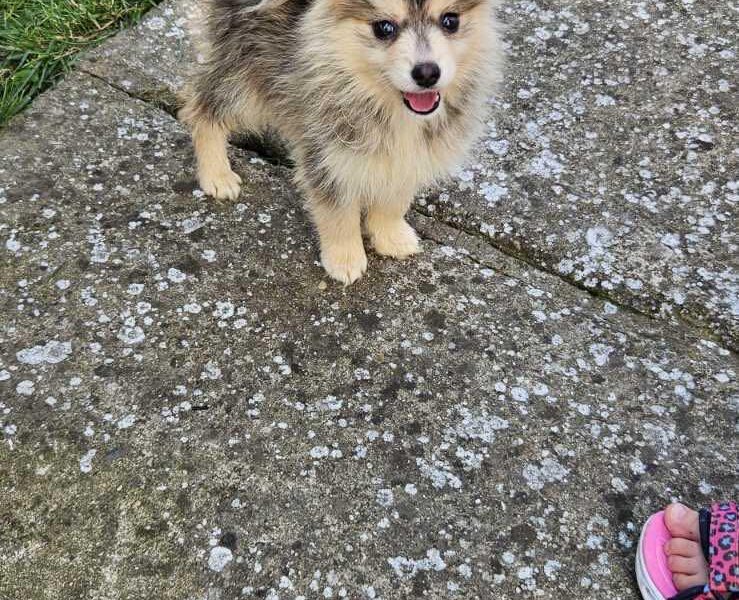 Pomsky PRELEPI stenci