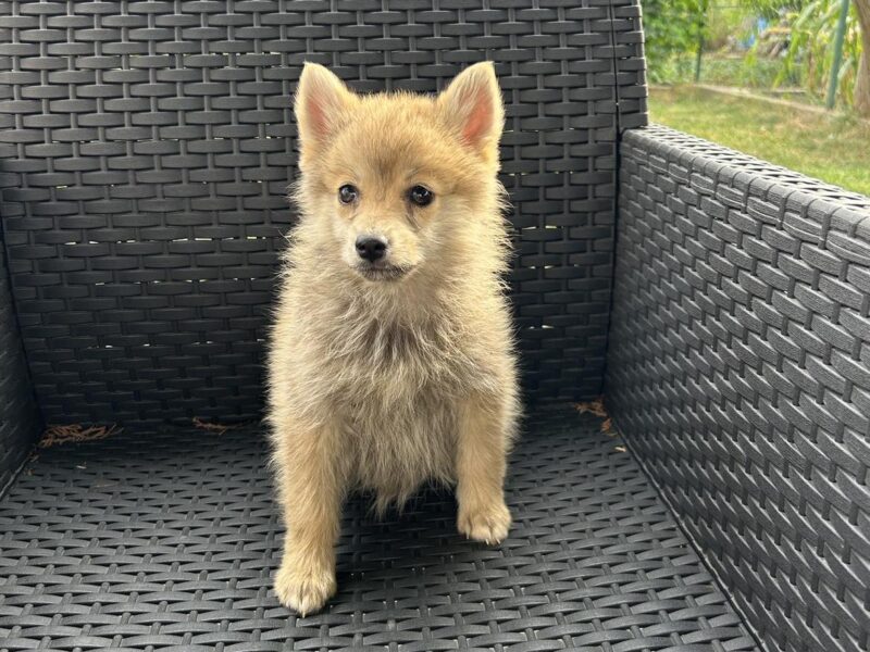 Pomsky PRELEPI stenci