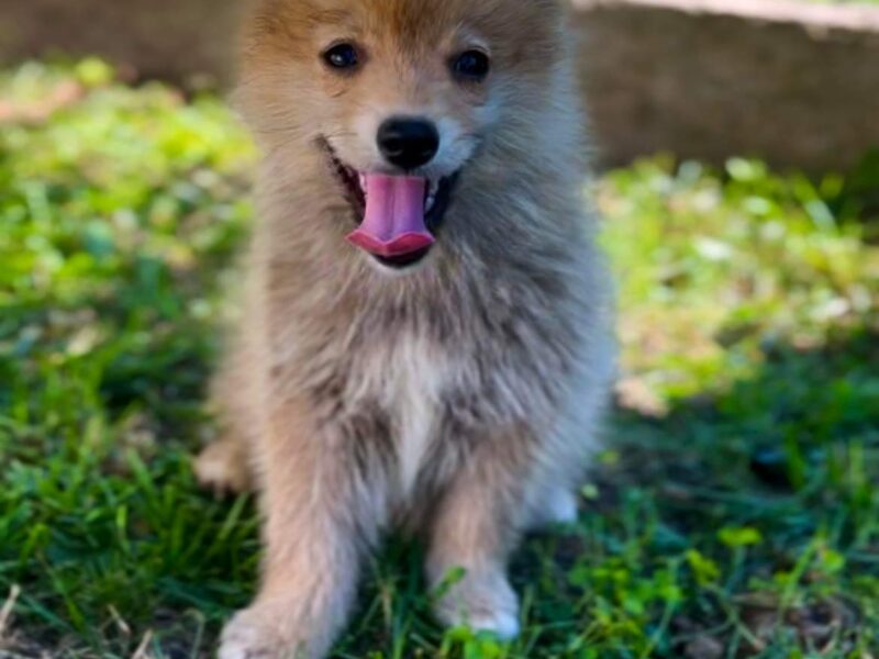 Pomsky PRELEPI stenci