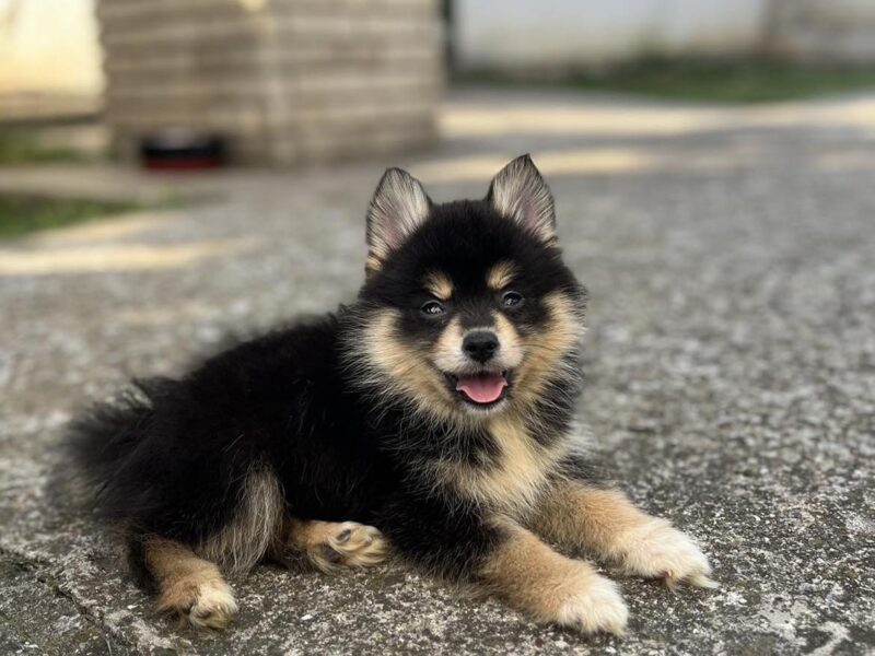 Pomsky PRELEPI stenci