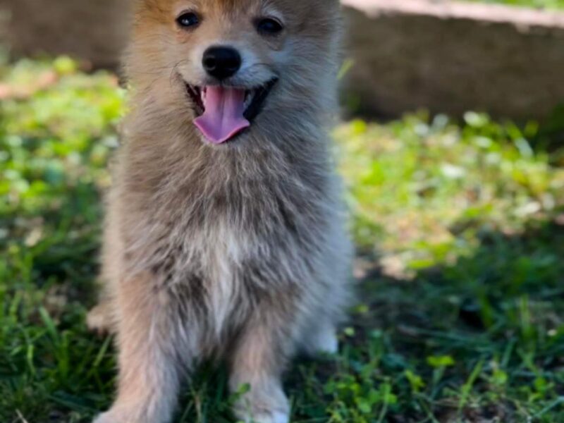 Pomsky PRELEPI stenci