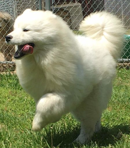 Samojed prelepo štene