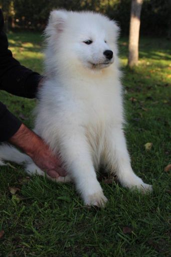 Samojed prelepo štene