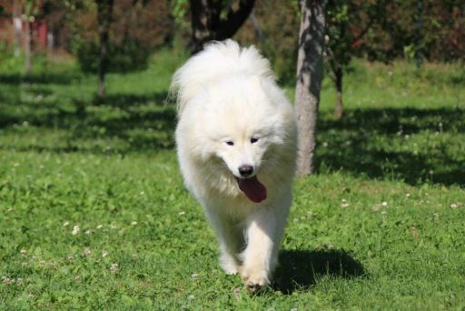 Samojed prelepo štene