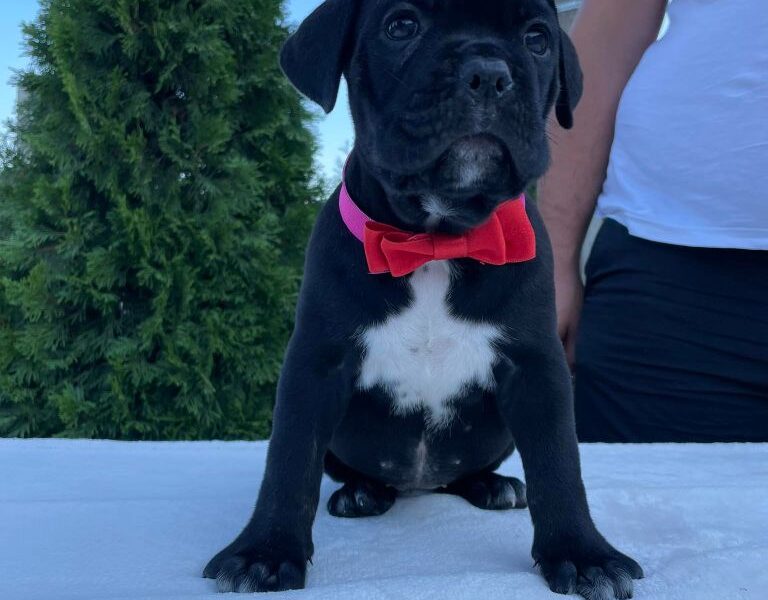 Cane Corso Kane Korso