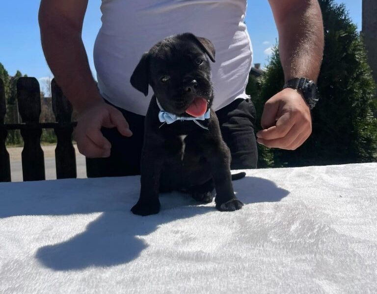 Cane Corso Kane Korso