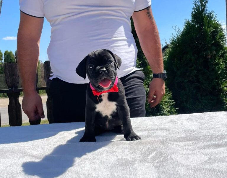 Cane Corso Kane Korso