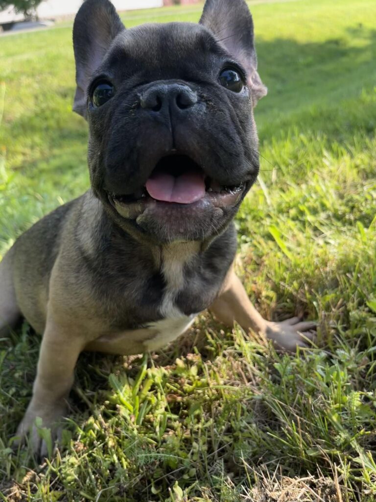 Francuski buldog stenci oba pola