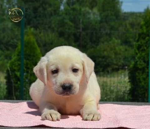 Labrador retriver