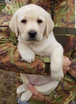 Labrador retriver, stenci