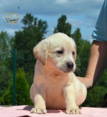 Labrador retriver