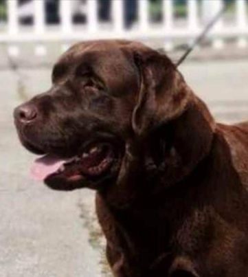 Labrador retriver, braon i crne ženke