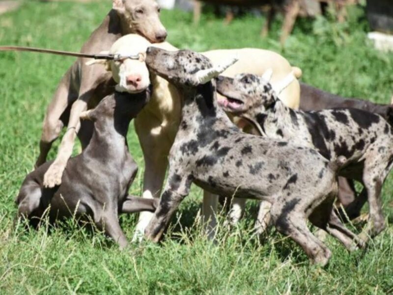 Dobermani egzotičnih boja