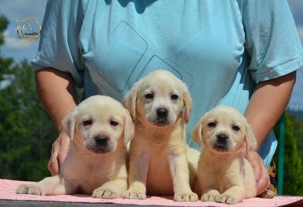 Labrador retriver