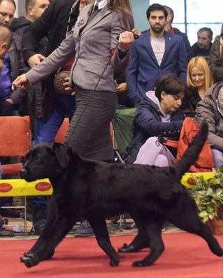 Labrador retriver, braon i crne ženke