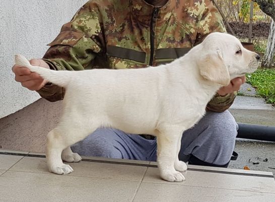 Labrador retriver, stenci