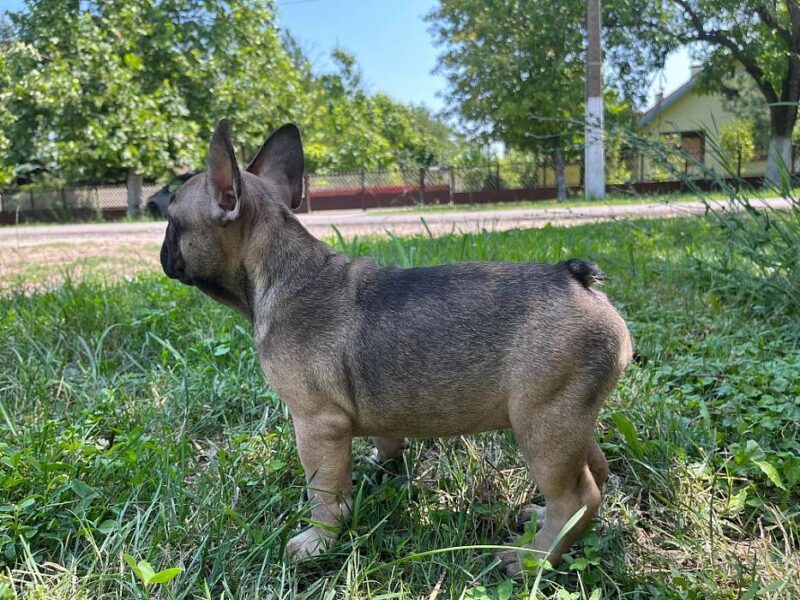 Francuski Buldog štenci