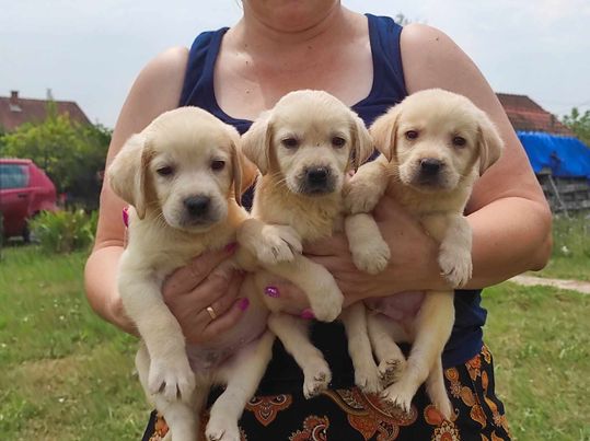 Labrador retriver