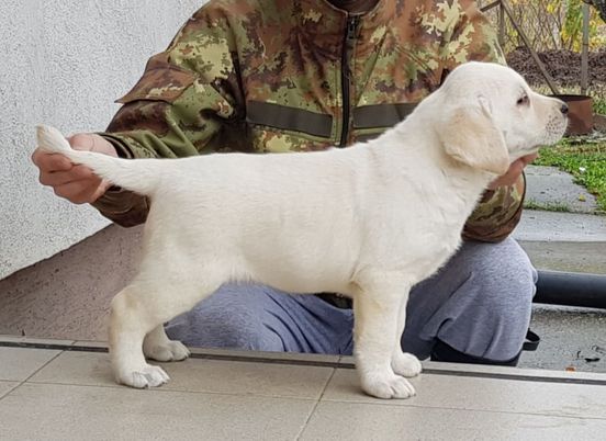 Labrador retriver, stenci