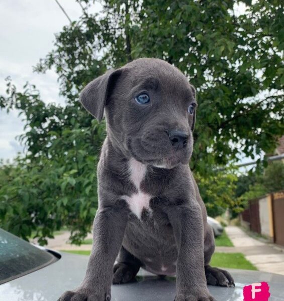 Pit bul terijer štenci