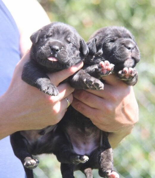 Cane Corso štenci