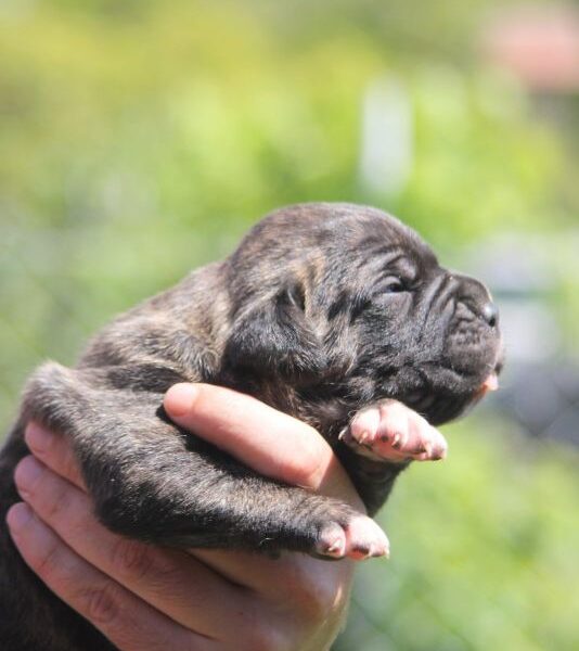 Cane Corso štenci