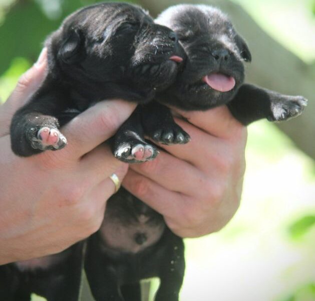 Cane Corso štenci