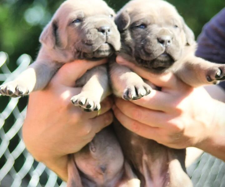 Cane Corso štenci